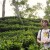 Bangladesh_Tea_Gardens